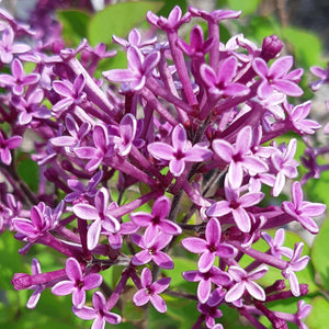 Bloomerang Dark Purple Lilac - Garden Centre - Nursery