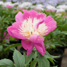 Load image into Gallery viewer, Peony, Bowl of Beauty - Garden Centre - Nursery