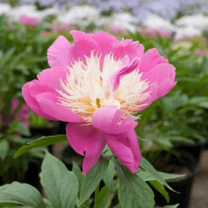 Peony, Bowl of Beauty - Garden Centre - Nursery