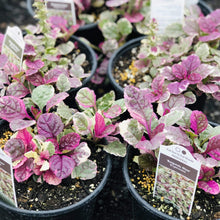 Load image into Gallery viewer, Bugleweed,'Burgundy Glow' - Garden Centre - Nursery
