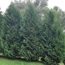 Load image into Gallery viewer, Skybound Cedar - Garden Centre - Nursery