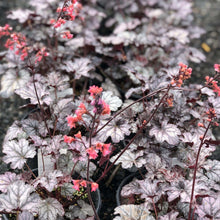 Load image into Gallery viewer, Coral Bells,'Timeless Night' - Garden Centre - Nursery