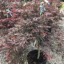 Load image into Gallery viewer, Crimson Queen Japanese Maple - Garden Centre - Nursery