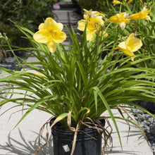 Load image into Gallery viewer, Daylily,Stella D&#39;Oro - Garden Centre - Nursery