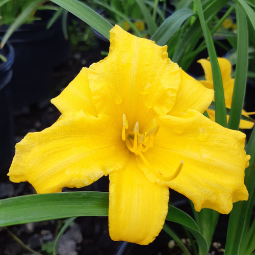 Daylily,Stella D'Oro - Garden Centre - Nursery