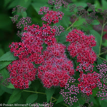 Load image into Gallery viewer, Double Play Red Spirea - Garden Centre - Nursery