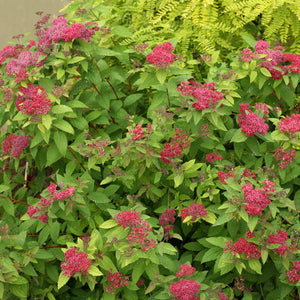 Double Play Red Spirea - Garden Centre - Nursery