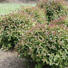 Load image into Gallery viewer, Double Play Red Spirea - Garden Centre - Nursery
