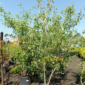 Downy Serviceberry 030/23/27/31 - Garden Centre - Nursery