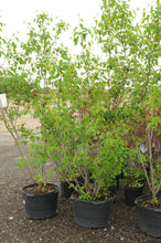 Load image into Gallery viewer, Downy Serviceberry 030/23/27/31 - Garden Centre - Nursery