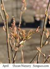 Load image into Gallery viewer, Downy Serviceberry 030/23/27/31 - Garden Centre - Nursery