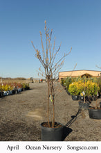 Load image into Gallery viewer, Downy Serviceberry 030/23/27/31 - Garden Centre - Nursery