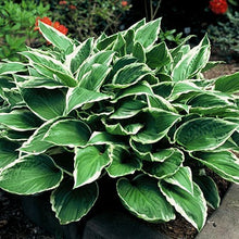 Load image into Gallery viewer, Hosta, Albomarginata - Garden Centre - Nursery