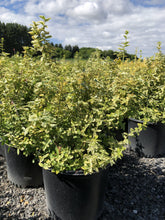 Load image into Gallery viewer, Emerald N Gold Euonymus - Garden Centre - Nursery