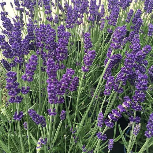 English Lavender, Hidcote - Garden Centre - Nursery