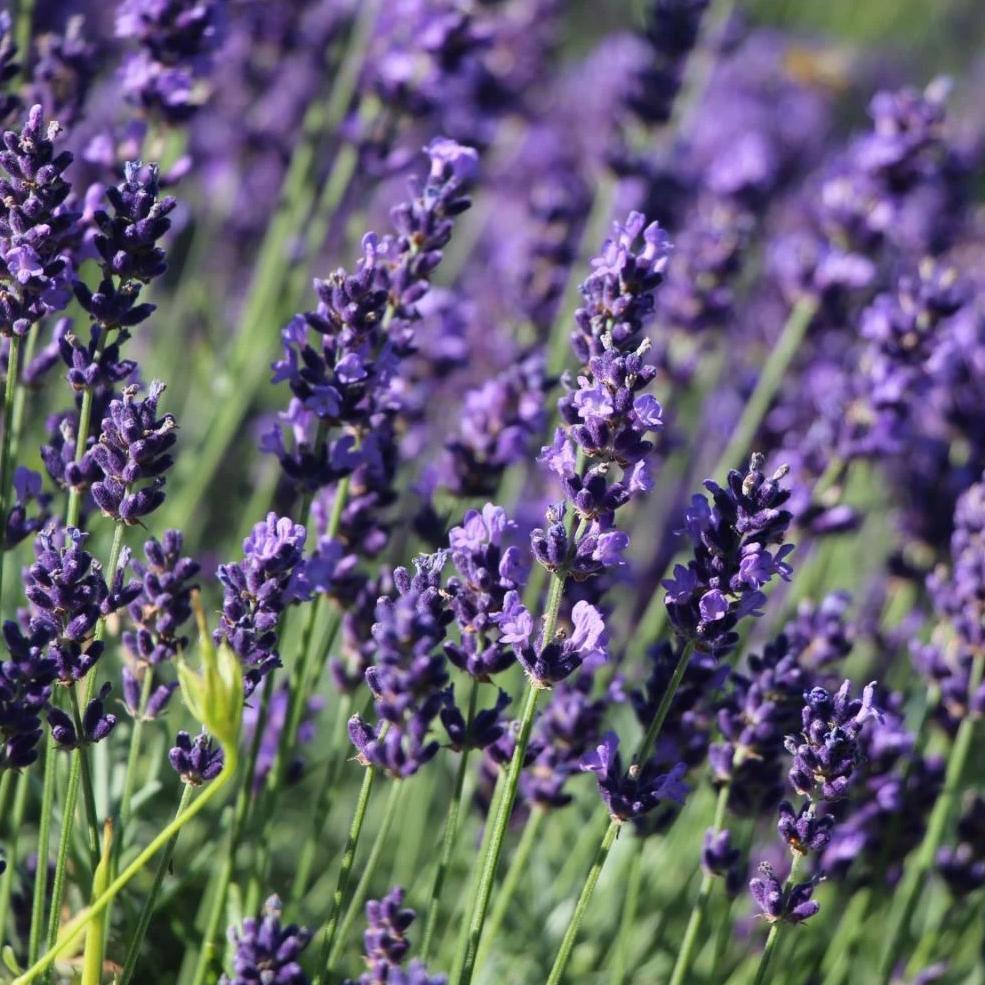 English Lavender, Hidcote - Garden Centre - Nursery