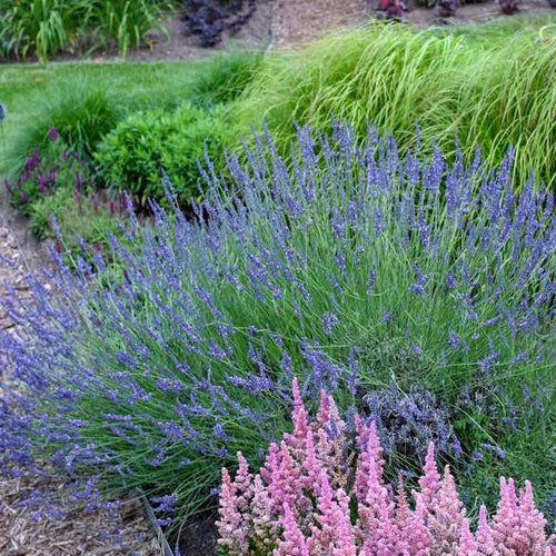 English Lavender,Phenomenal - Garden Centre - Nursery