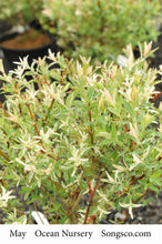 Load image into Gallery viewer, Standard Flamingo Variegated Willow - Garden Centre - Nursery