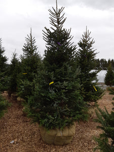 Fraser Fir - Garden Centre - Nursery