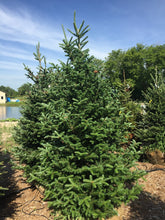 Load image into Gallery viewer, Fraser Fir - Garden Centre - Nursery