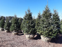 Load image into Gallery viewer, Fraser Fir - Garden Centre - Nursery