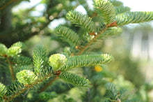 Load image into Gallery viewer, Fraser Fir - Garden Centre - Nursery