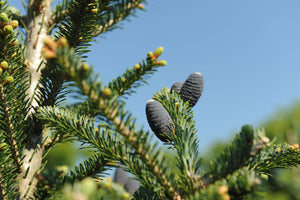 Fraser Fir - Garden Centre - Nursery