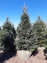 Load image into Gallery viewer, Fraser Fir - Garden Centre - Nursery