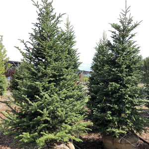 Fraser Fir - Garden Centre - Nursery