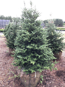 Fraser Fir - Garden Centre - Nursery