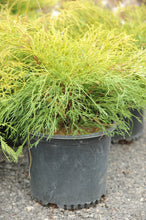 Load image into Gallery viewer, Golden Threadleaf Falsecypress - Garden Centre - Nursery