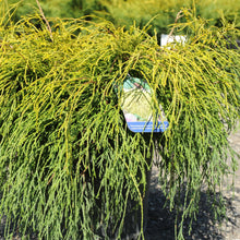 Load image into Gallery viewer, Golden Threadleaf Falsecypress - Garden Centre - Nursery