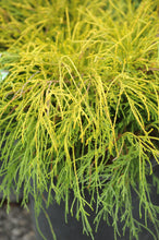 Load image into Gallery viewer, Golden Threadleaf Falsecypress - Garden Centre - Nursery