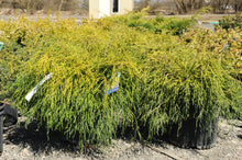 Load image into Gallery viewer, Golden Threadleaf Falsecypress - Garden Centre - Nursery