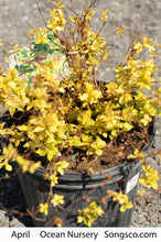 Load image into Gallery viewer, Goldmound Spirea - Garden Centre - Nursery