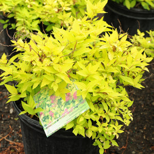 Goldmound Spirea - Garden Centre - Nursery