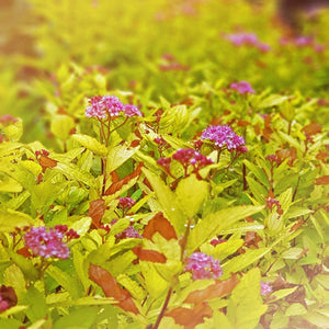 Goldmound Spirea - Garden Centre - Nursery