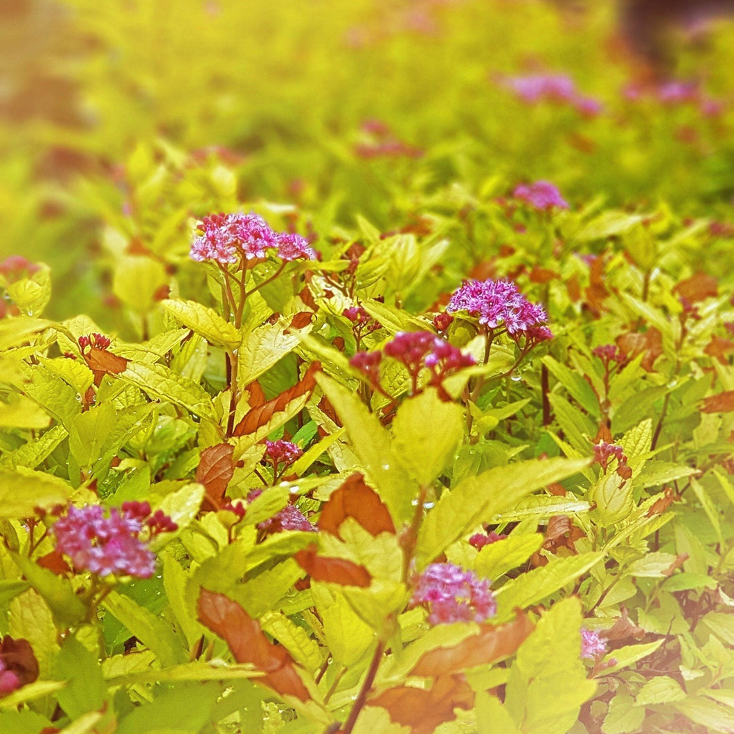 Goldmound Spirea - Garden Centre - Nursery