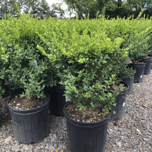 Load image into Gallery viewer, Green Mountain Boxwood - Garden Centre - Nursery