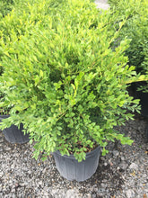 Load image into Gallery viewer, Green Mountain Boxwood - Garden Centre - Nursery