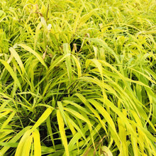 Load image into Gallery viewer, Hakone Grass, All Gold - Garden Centre - Nursery