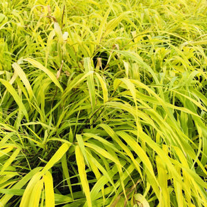 Hakone Grass, All Gold - Garden Centre - Nursery