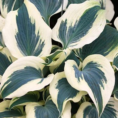 Hosta, Firn Line - Garden Centre - Nursery