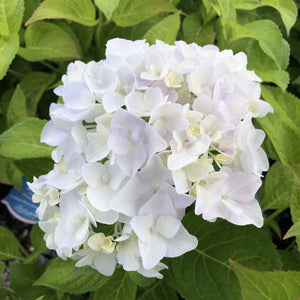 Hydrangea, Blushing Bride - Garden Centre - Nursery