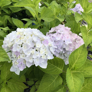 Hydrangea, Blushing Bride - Garden Centre - Nursery
