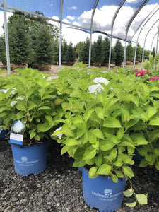 Hydrangea, Blushing Bride - Garden Centre - Nursery