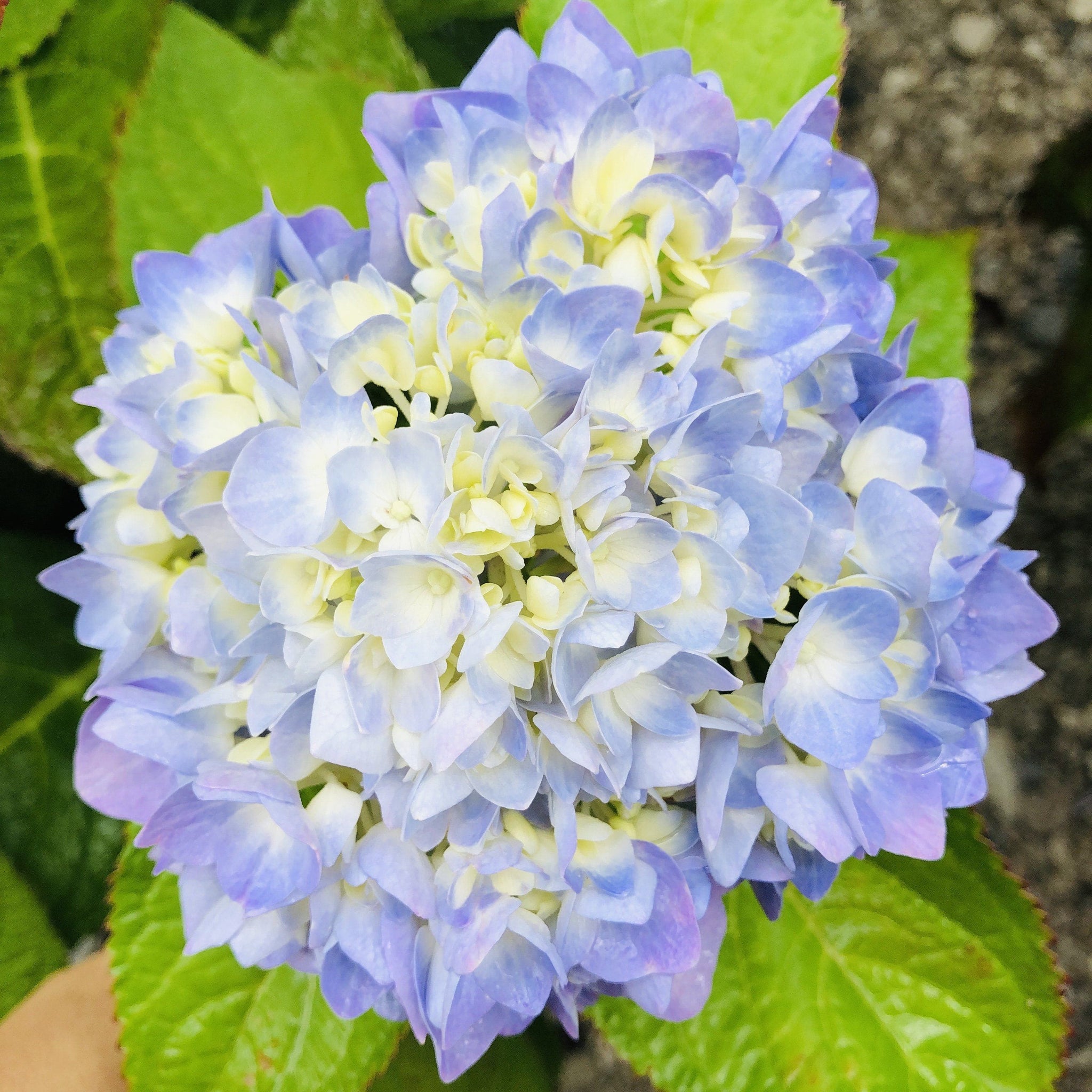 Endless Summer Hydrangea - Blushing Bride (Hydrangea macrophylla 'Blus -  Davenport Garden Centre