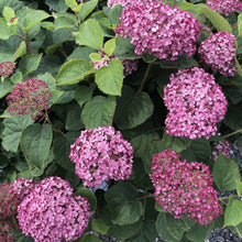 Load image into Gallery viewer, Hydrangea, Invincibelle Mini Mauvette - Garden Centre - Nursery
