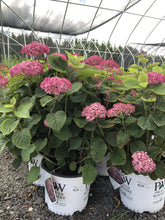 Load image into Gallery viewer, Hydrangea, Invincibelle Mini Mauvette - Garden Centre - Nursery