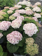 Load image into Gallery viewer, Hydrangea, Invincibelle Wee White - Garden Centre - Nursery